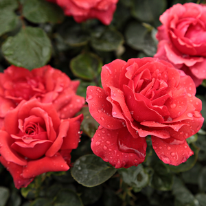 Темно-красная с белой серединой - Роза форибунда крупноцветковая 